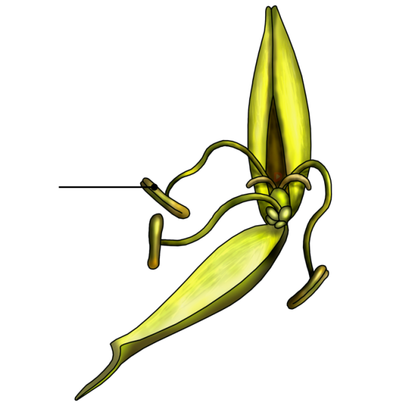 Строение околоцветника злаковых