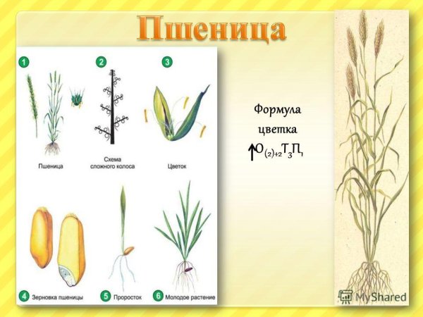 Однодольные растения кукуруза