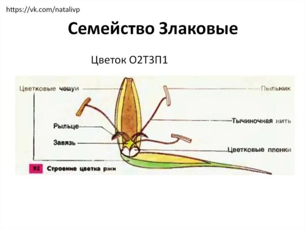 Строение цветка пшеницы и его формула