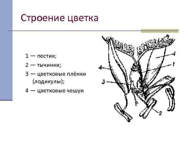 Строение ветроопыляемого цветка