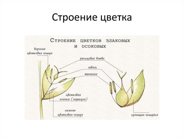 Семейство злаки строение