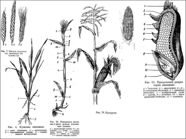 Строение цветка пшеницы