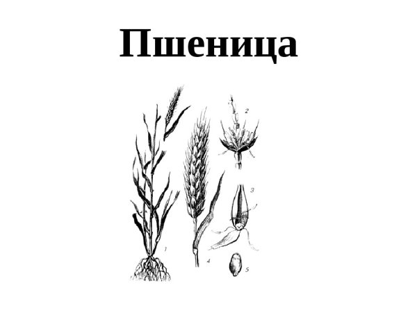 Строение пшеницы схема