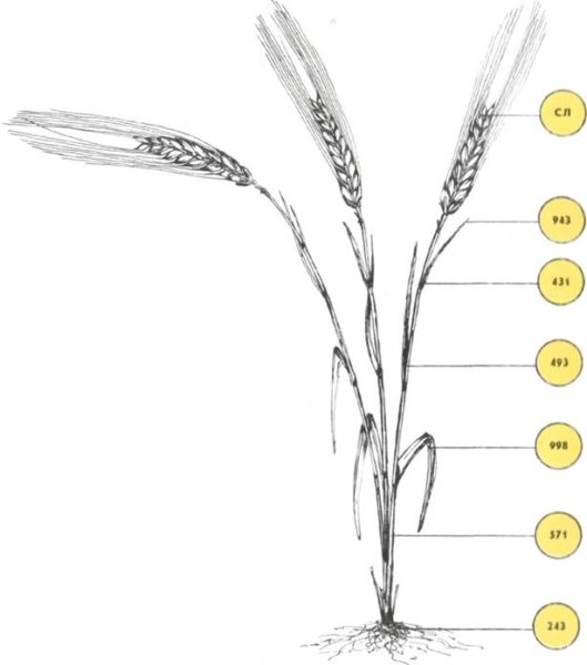 Строение зерна ячменя
