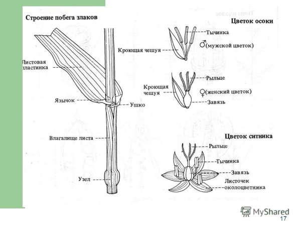 Схема строения цветка семейства злаковые