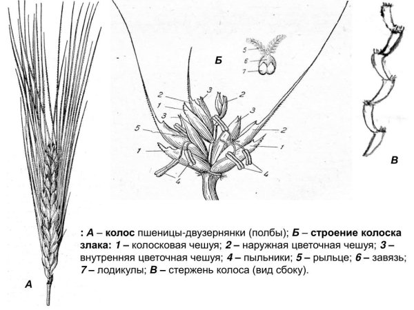 Строение Колоса Яровой пшеницы