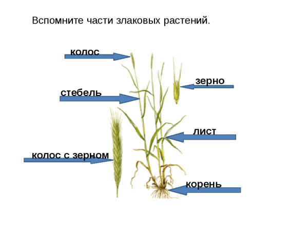Строение стебля пшеницы