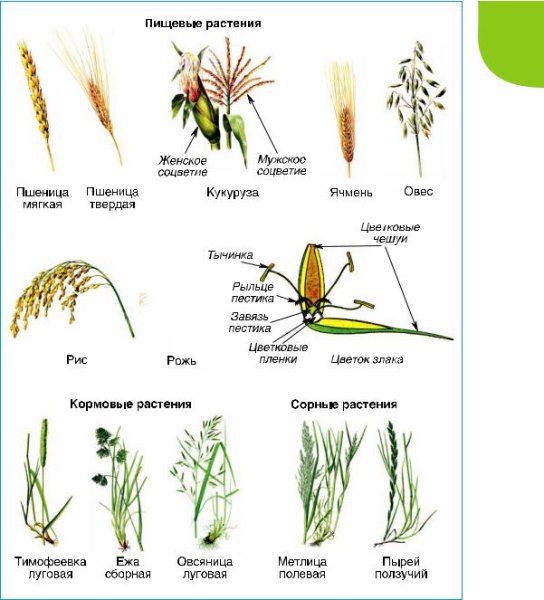 Злаковые Мятликовые представители