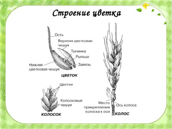 Схема строения колоска пшеницы
