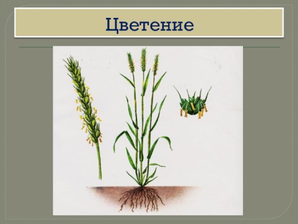 Строение пшеницы биология