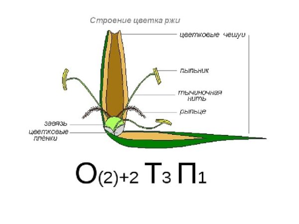 Строение цветка злаков