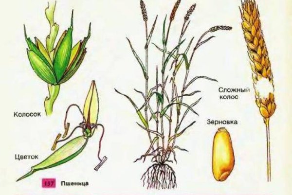 Строение растения озимой пшеницы