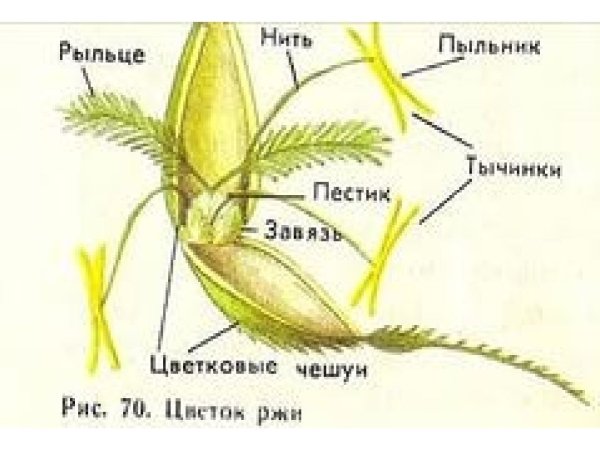 Строение цветка злаковых растений