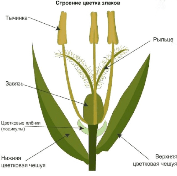 Однодольные Лилейные строение цветка