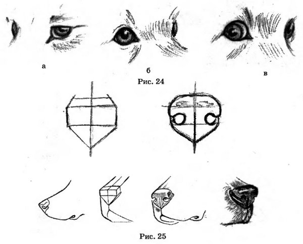 Как нарисовать собачий нос