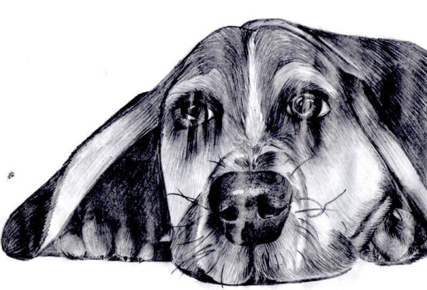 Нос собаки карандашом
