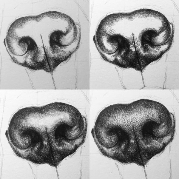 Нос собаки карандашом