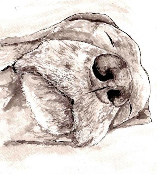 Рисуем нос собаки