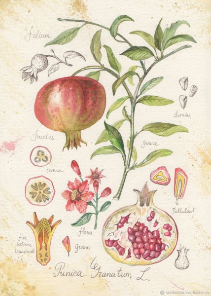 Ботаническая иллюстрация акварель гранат