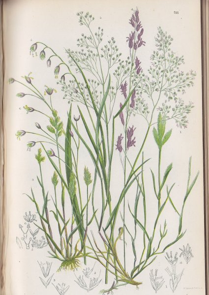 Ботанические иллюстрации Elaine Searle