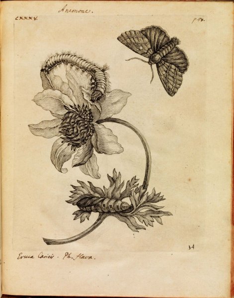 Ботанические иллюстрации растений