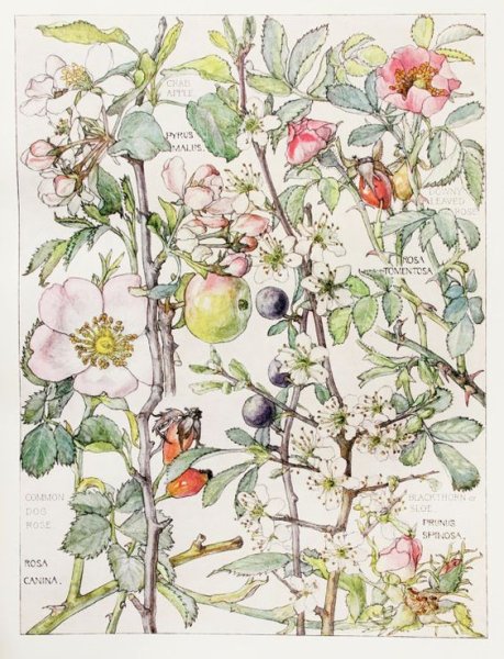 Морозник (Helleborus) Ботаническая иллюстрация