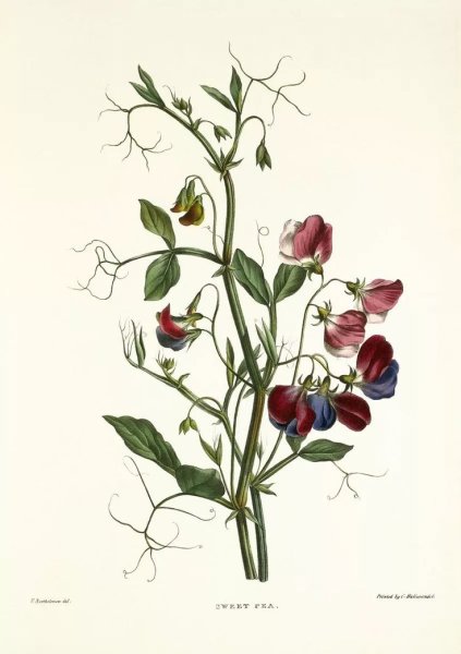 Магнолия крупноцветковая Ботаническая иллюстрация