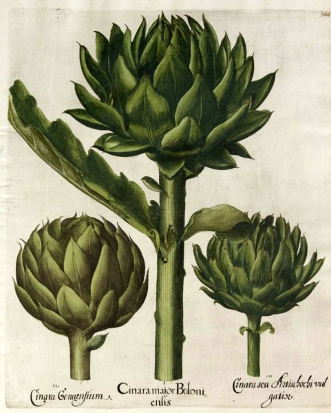 Ботанический атлас Магнолия