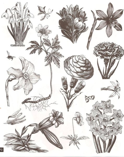 Ботанические зарисовки