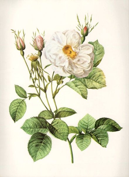 Артишок Ботаническая иллюстрация