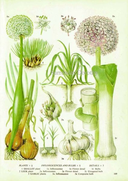 Hortulus monheimensis