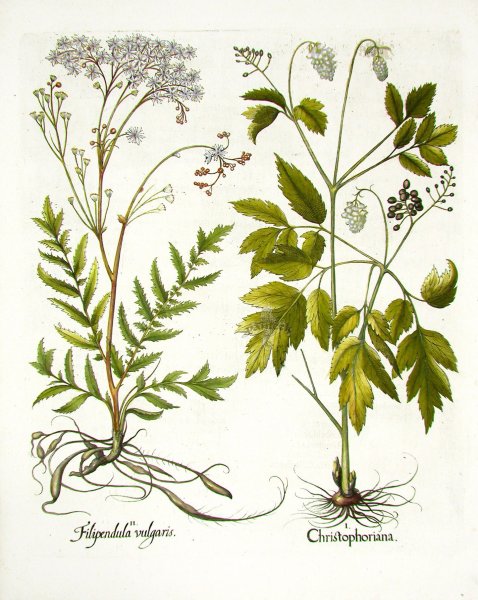 Ковыль Ботаническая иллюстрация 19 века