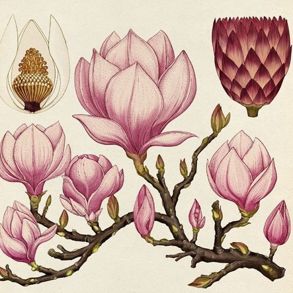 Лилия Ботанический атлас