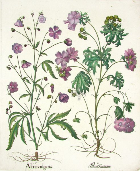 Botanical Print by Isabel Adams