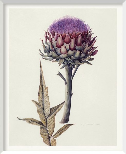 Нивяник обыкновенный Ботанический атлас