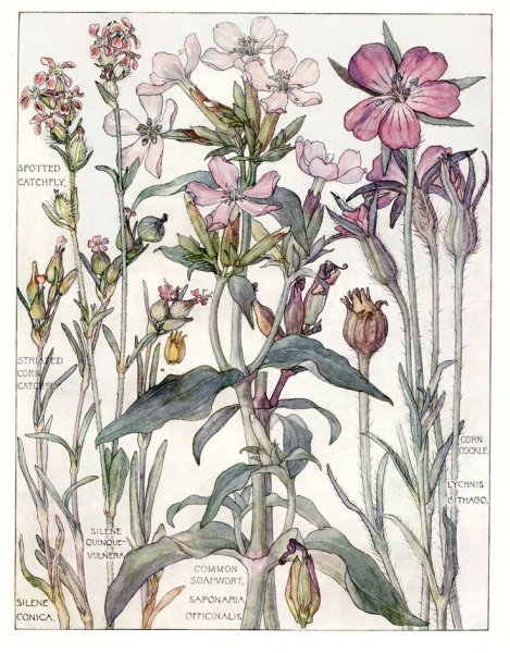 Маргаритки гербарий