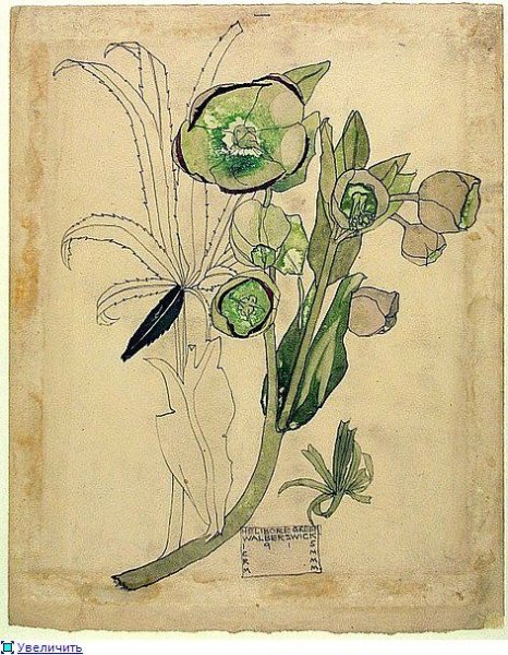 Маслина европейская Ботанический рисунок