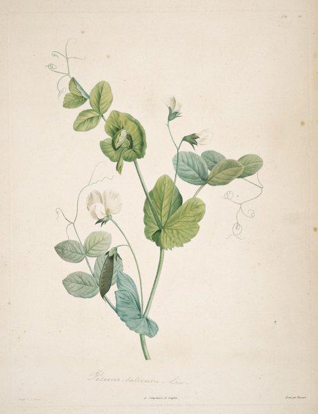 Чарльз Ренни макинтош акварель