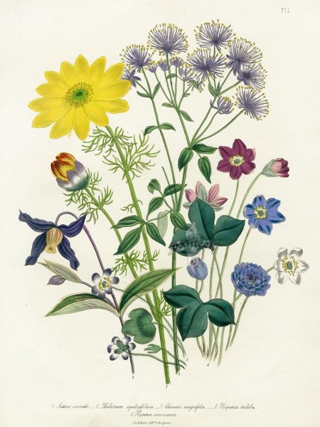 Гортензия Botanical