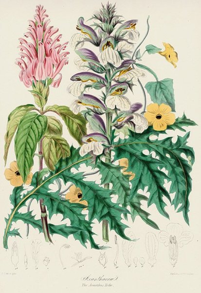 Камелия Синенсис ботаника корни