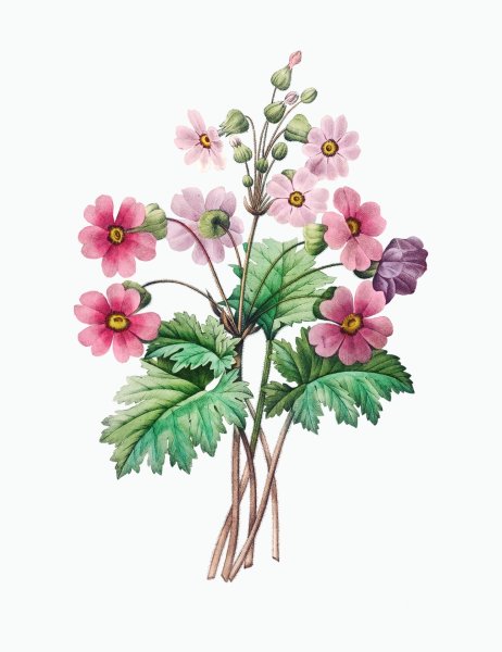 Ботанические атласы 19 века