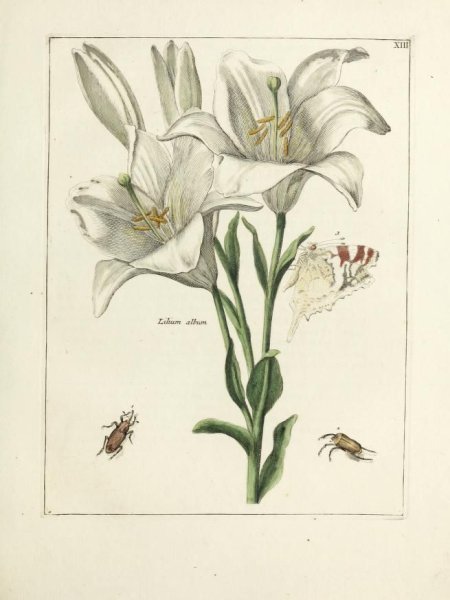 Научные Ботанические иллюстрации