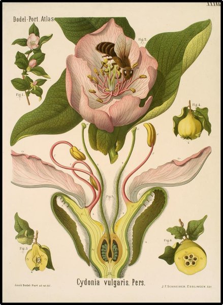 Лилия Ботанический атлас