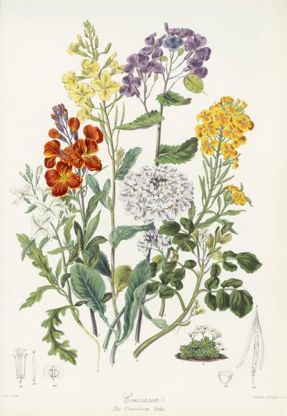 Hortulus monheimensis