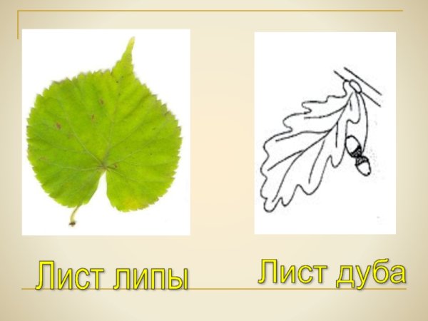 Лист липы рисунок