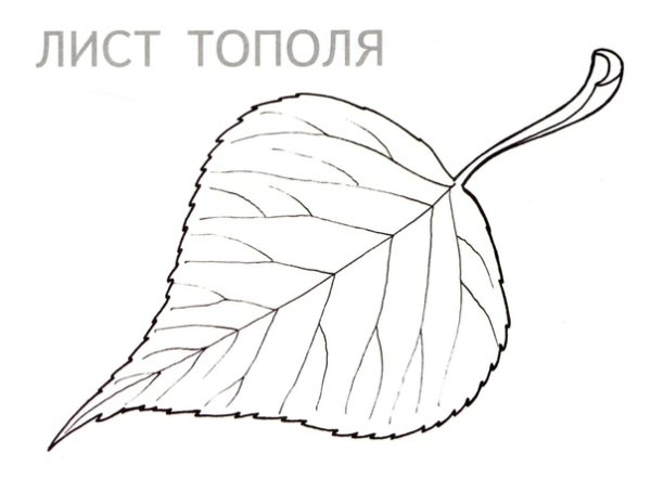 Лист березы для детей