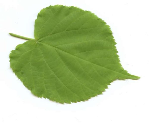 Липа сердцевидная форма листа