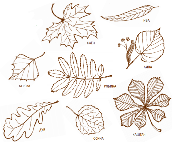 Нарисовать лист липы