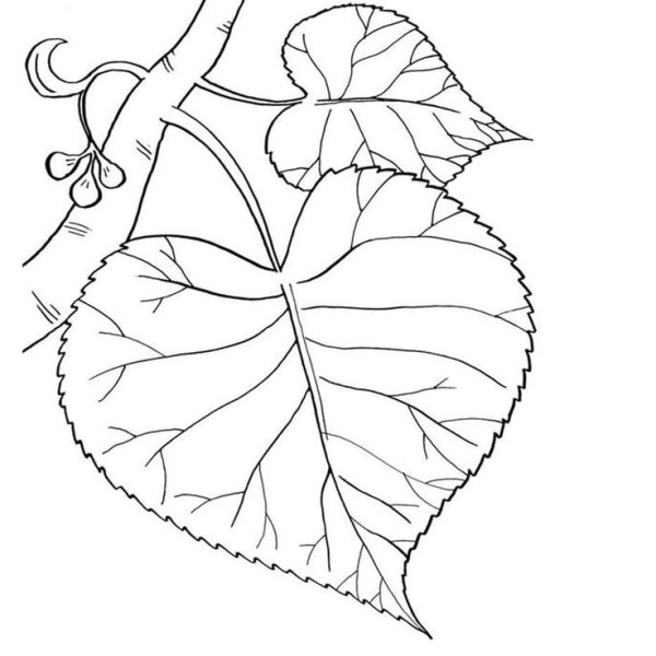 Контур листьев липы