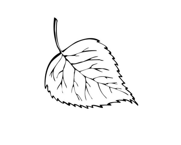 Лист березы раскраска